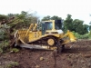 clearing1 clearing1